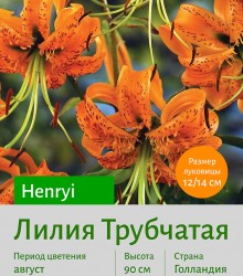  Трубчатая лилия Henryi